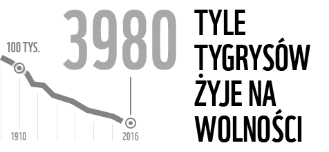 3200 tyle tygrysów żyje