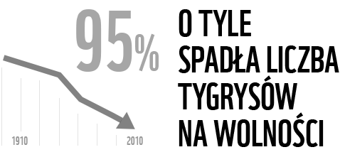 95% tyle tygrysów żyje